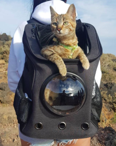 Fat Cat Cat Backpacks