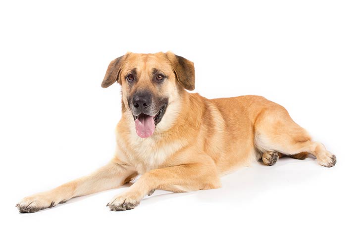 A Chinook dog sitting with its tongue out.