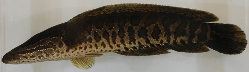 Snakehead fish.