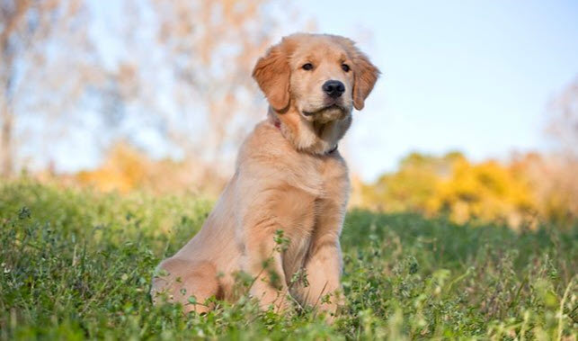 Picture of a Golden Retriever