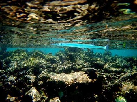 Fishing for Barracuda and Giant Houndfish in the Bahamas - 4K 