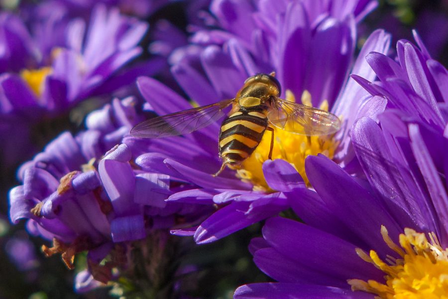 Shows a yellow bee on a purple flower.