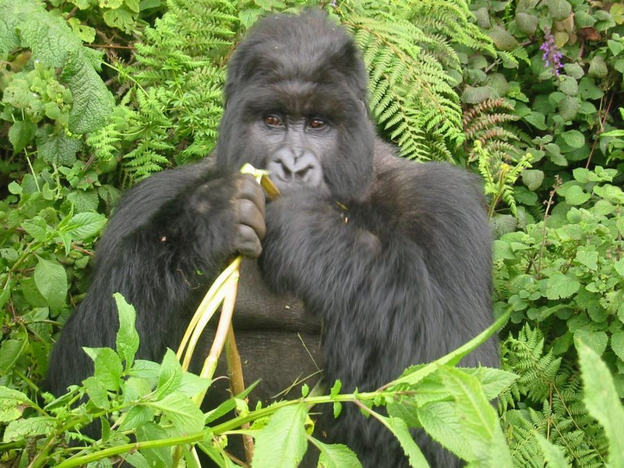 Gorilla+Eating