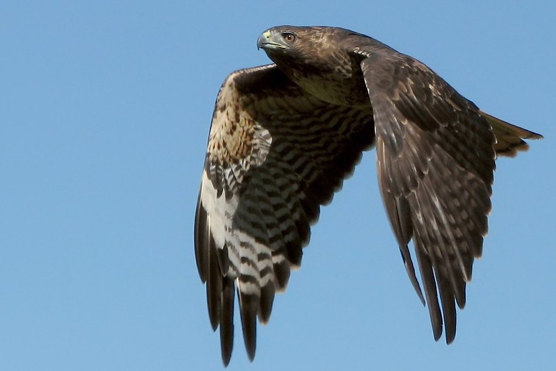 "Redtailed hawk, close" by wolfpix is licensed under CC BY-ND 2.0