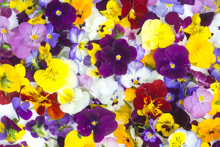 Edible Flowers
https://www.thompson-morgan.com/edible-flowers