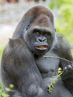 Gorilla Eating