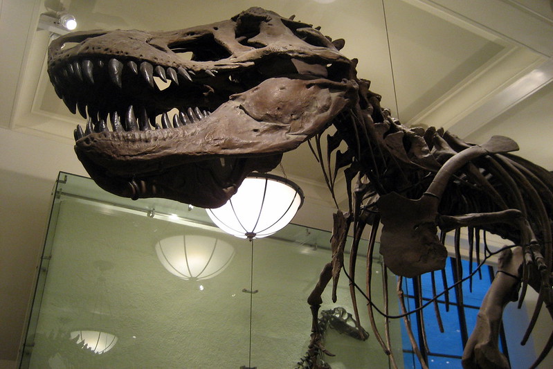 "NYC - AMNH: Hall of Saurischian Dinosaurs - Tyrannosaurus Rex" by wallyg is licensed under CC BY-NC-ND 2.0