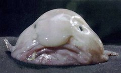 blobfish-s400x244-2297-580 by jamasca66 is licensed with CC BY-NC 2.0. To view a copy of this license, visit https://creativecommons.org/licenses/by-nc/2.0/