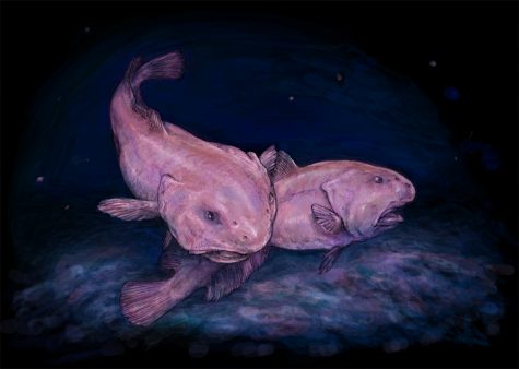 Blobfish - Ugliest animal of world MUNDUS 2035