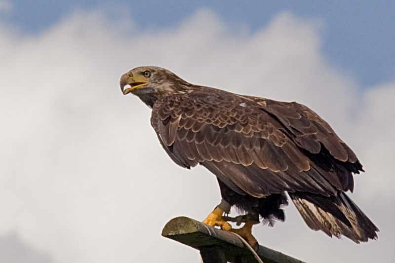 Birds of Prey by DrBartje is licensed under CC BY 2.0