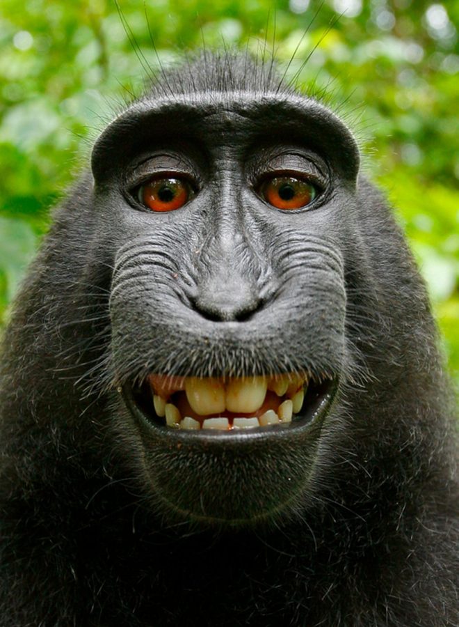 https://www.nbcnews.com/news/us-news/federal-appeals-court-rejects-monkey-selfie-suit-n868501