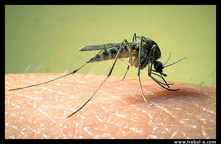 Mosquito picando by trebol_a is licensed under CC BY-NC-SA 2.0