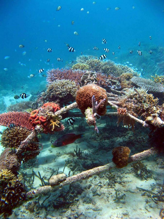 "Biorock Reef Indonesia" by USFWS Headquarters is licensed with CC BY 2.0. To view a copy of this license, visit https://creativecommons.org/licenses/by/2.0/