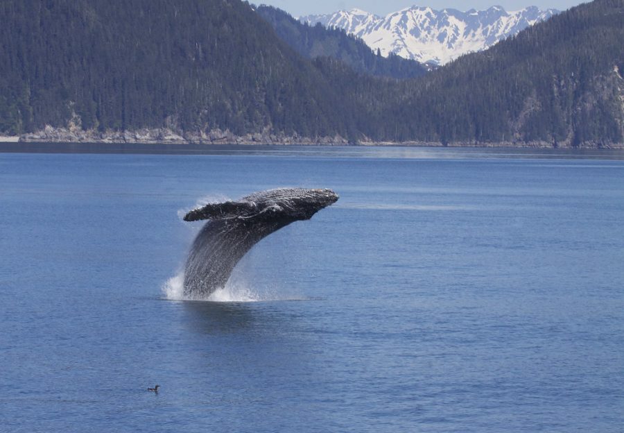 Breaching Humpback Whale (Megaptera novaeangliae) by Gregory Slobirdr Smith is licensed with CC BY-SA 2.0. To view a copy of this license, visit https://creativecommons.org/licenses/by-sa/2.0/