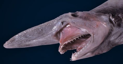 https://www.sportdiver.com/goblin-shark-snout