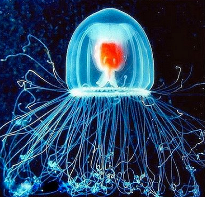 Credit: Peter Schuchert/The Hydrozoa Directory