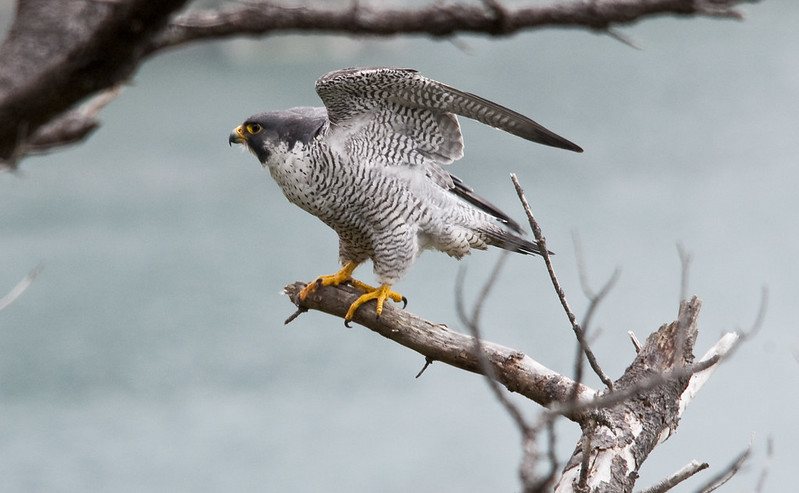 "Male Peregrine Falcon" by USFWS Headquarters is licensed under CC BY 2.0