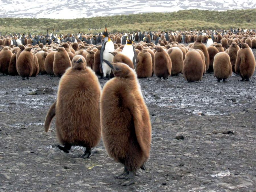 "King Penguin Chicks" by D-Stanley is licensed under CC BY 2.0