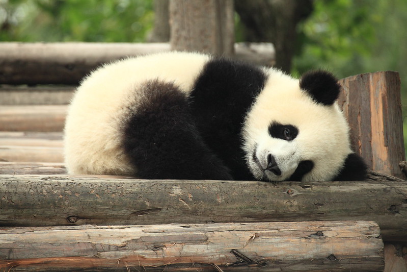 Image Source:  "Panda" by George Lu is licensed under CC BY 2.0