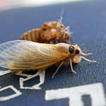 17-year Cicada (Northern Virginia, USA) by thepeachpeddler is licensed under CC BY 2.0