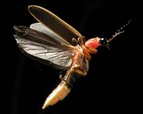 Navigation to Story: Fireflies And How They Are Able To Light Up