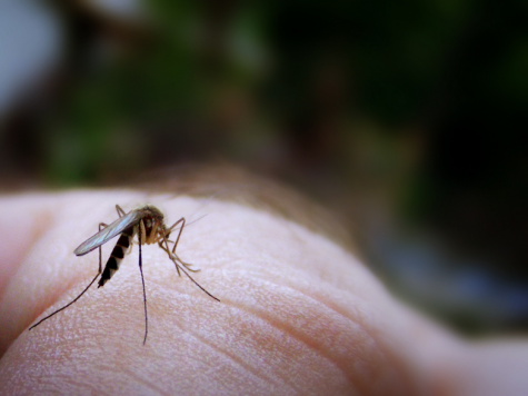Navigation to Story: What Happens If Mosquitos Go Extinct?
