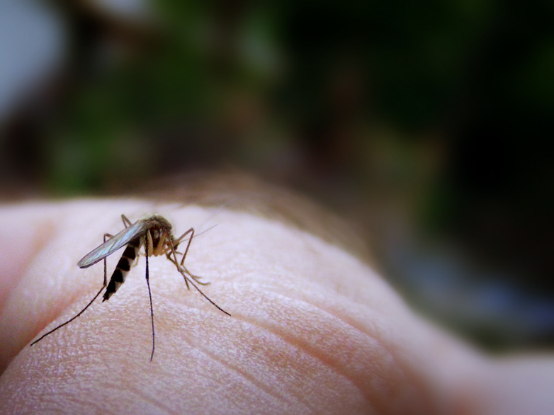 Mosquito bite by James Jordan is licensed with CC BY-ND 2.0. To view a copy of this license, visit https://creativecommons.org/licenses/by-nd/2.0/