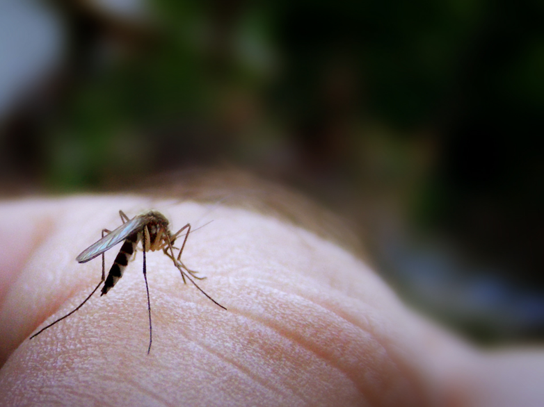 "Mosquito bite" by James Jordan is licensed with CC BY-ND 2.0. To view a copy of this license, visit https://creativecommons.org/licenses/by-nd/2.0/