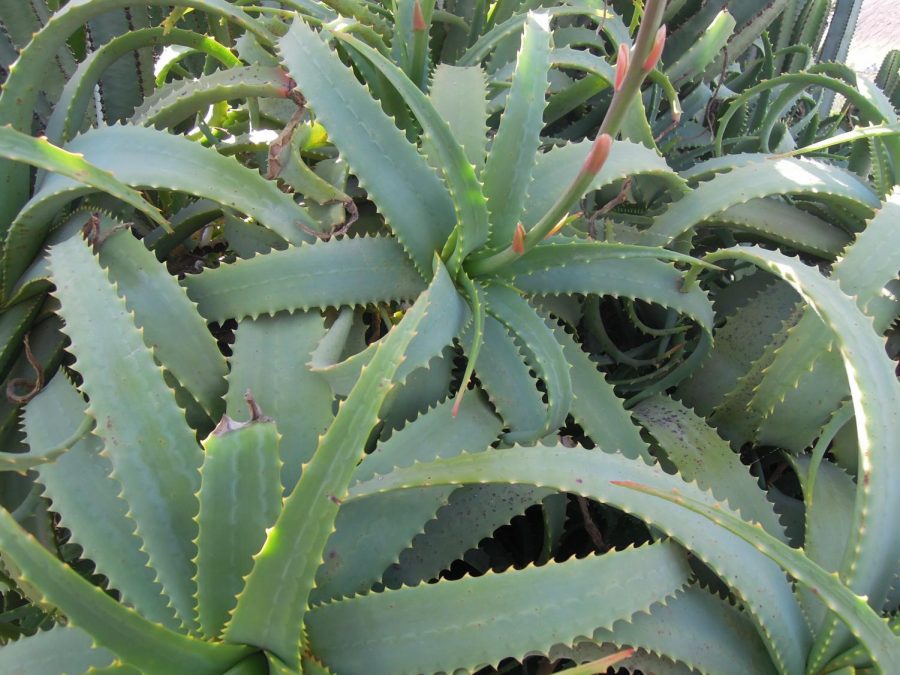 The Benefits Of Aloe Vera