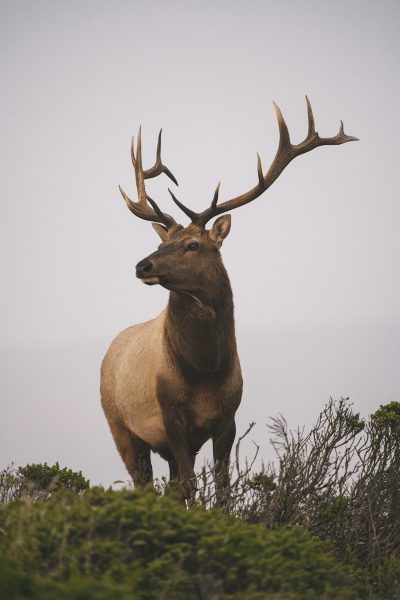 Navigation to Story: Endangered Deer’s