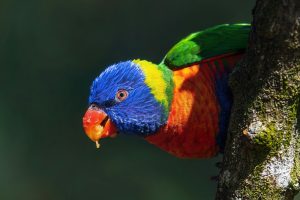 a colorful bird on a tree
