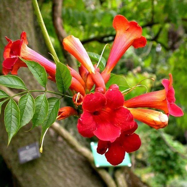 Navigation to Story: Trumpet Creeper
