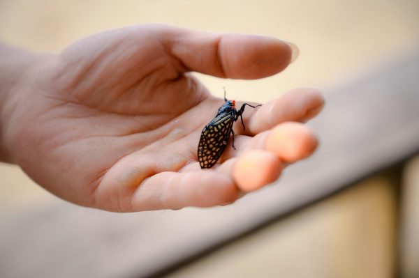 a person holding a bug in their hand