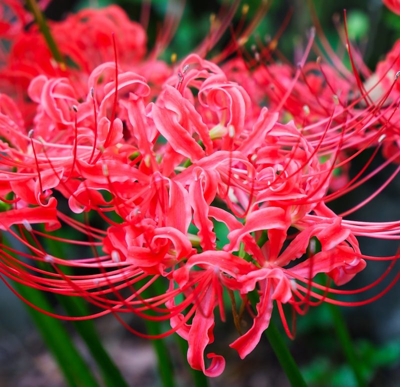 red flowers in tilt shift lens