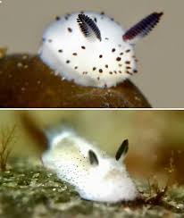 Sea Bunnies